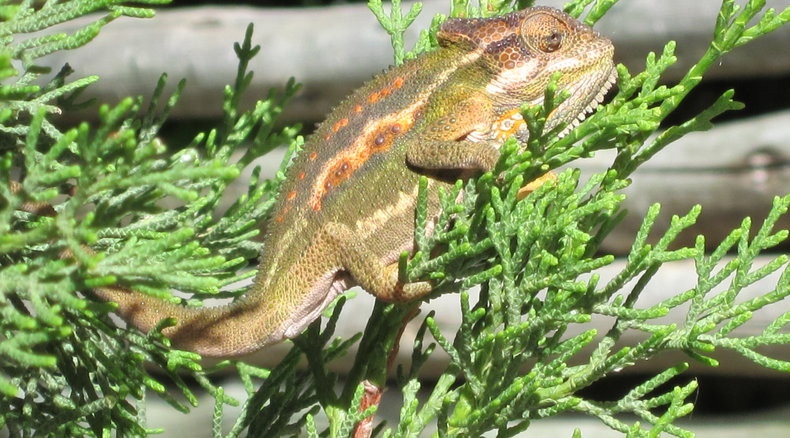 A beautifully coloured Cape Dwarf chameleon.
