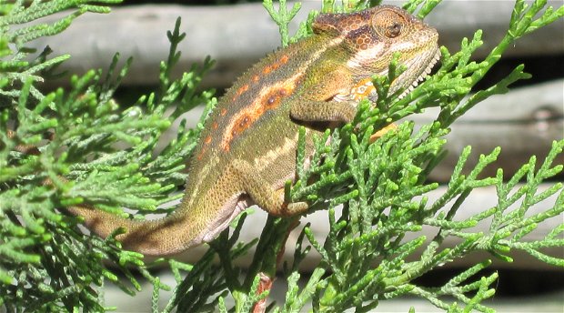 A beautifully coloured Cape Dwarf chameleon. A beautifully coloured Cape Dwarf chameleon.