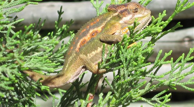 A beautifully coloured Cape Dwarf chameleon.