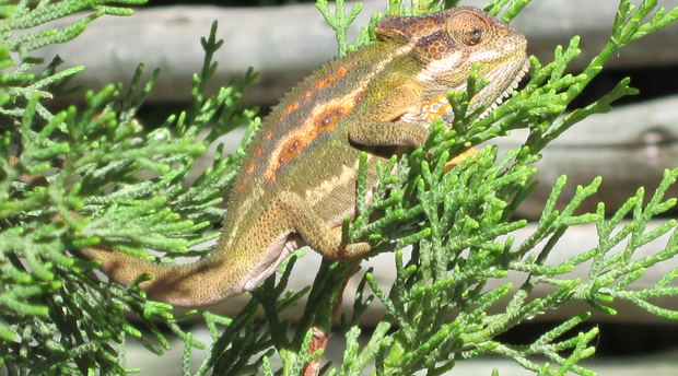 A beautifully coloured Cape Dwarf chameleon. A beautifully coloured Cape Dwarf chameleon.