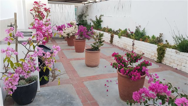 Courtyard with colourful display of Bougainvillea