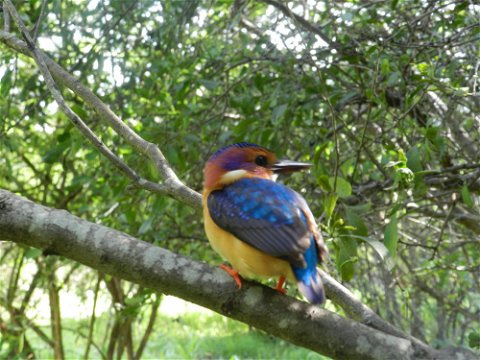 Birds at Munga Eco Lodge