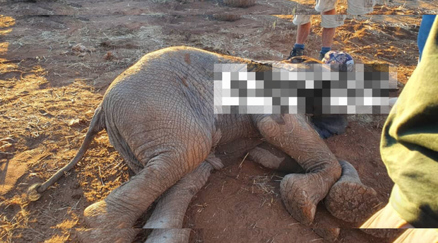 A blurred image of a baby elephant that was stuck in a snare left by poachers in Livingstone Zambia