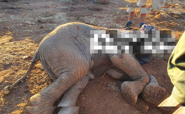 A blurred image of a baby elephant that was stuck in a snare left by poachers in Livingstone Zambia