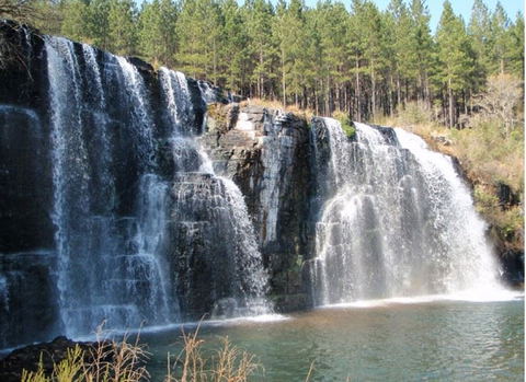 'Forest' falls