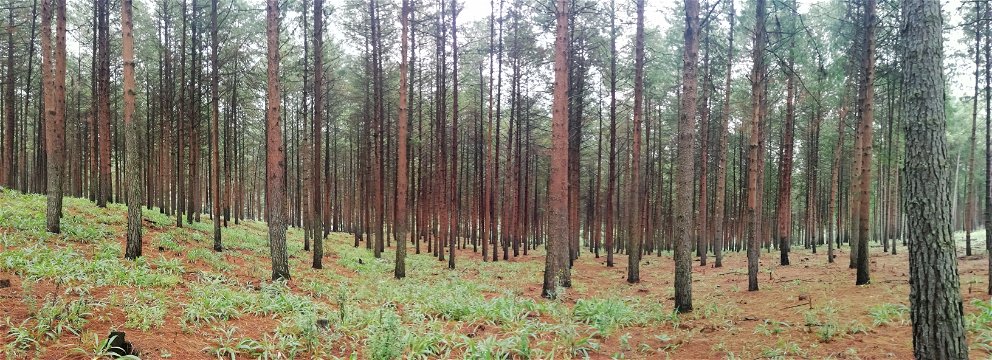 Pine forests