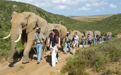 Indalu Game Reserve (Elephant Encounters)
