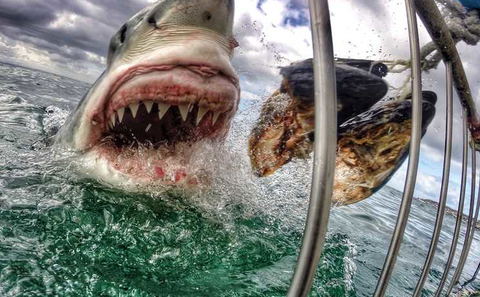 White Shark Cage Diving