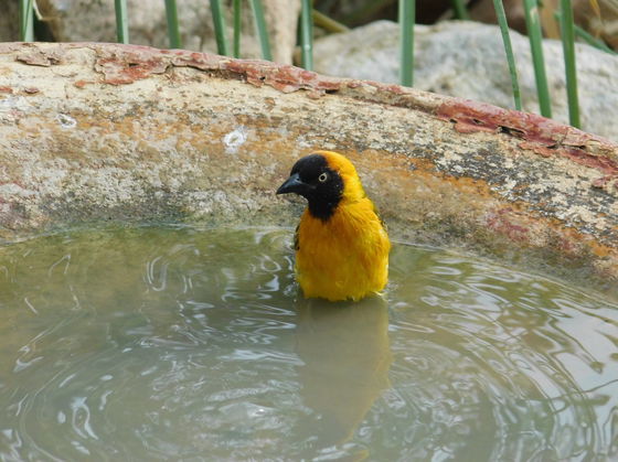 Kapika Waterfall Lodge/Epupa Lodge, Namibia - bird visit