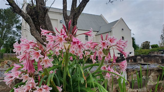 Orange River Lilies at the Angler and Antelope in Somerset East, Eastern Cape Karoo, South Africa