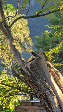 Black-collared barbet eating apple at the Angler and Antelope Guesthouse in KwaNojoli, Somerset East Black-collared barbet eating apple at the Angler and Antelope Guesthouse in KwaNojoli, Somerset East
