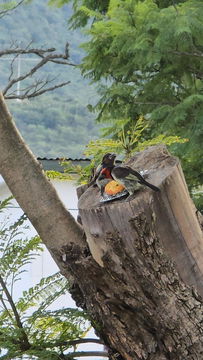 Black-collared barbet with chick at the Angler and Antelope Guesthouse in KwaNojoli, Somerset East Black-collared barbet with chick at the Angler and Antelope Guesthouse in KwaNojoli, Somerset East
