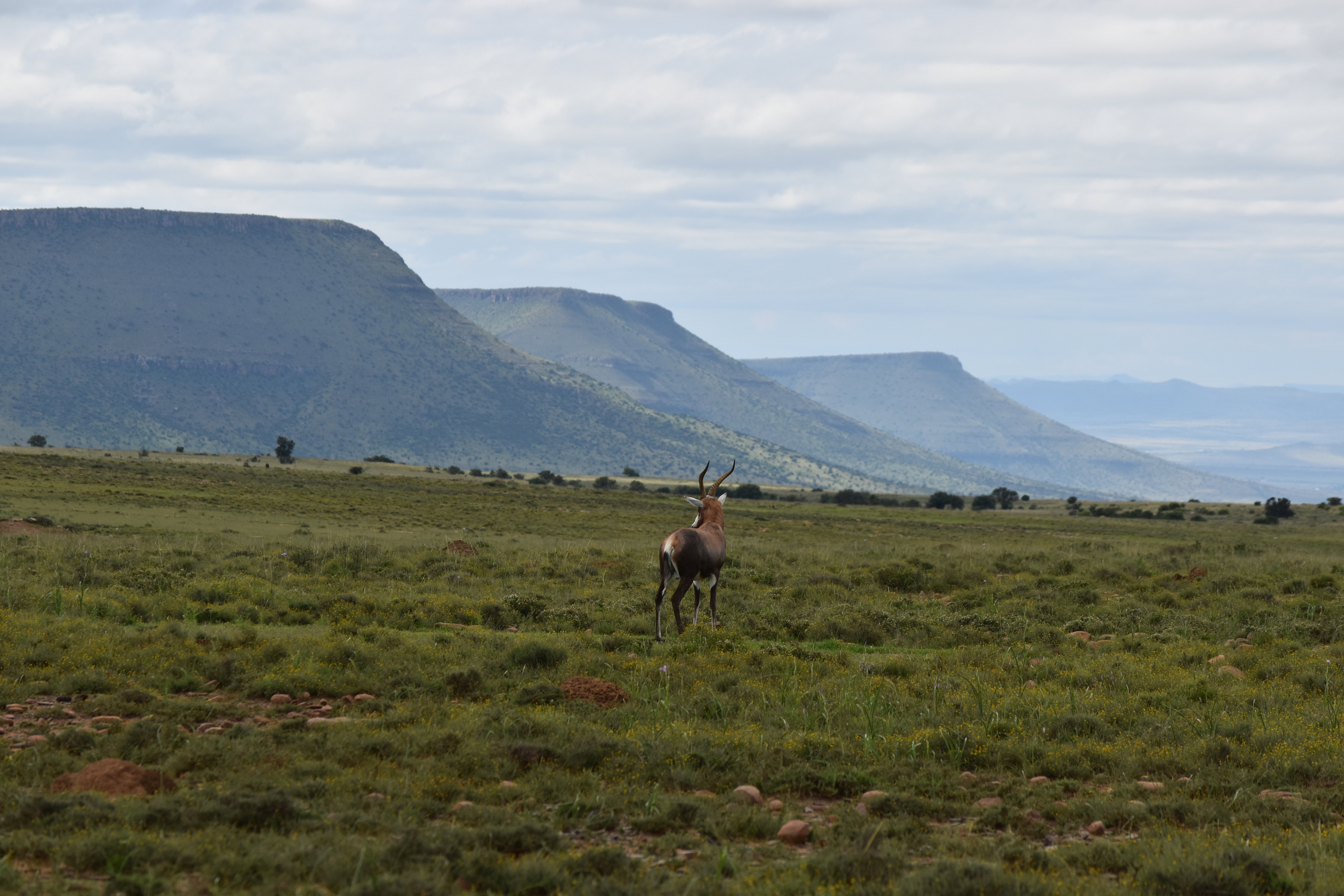Mountain Zebra National Park