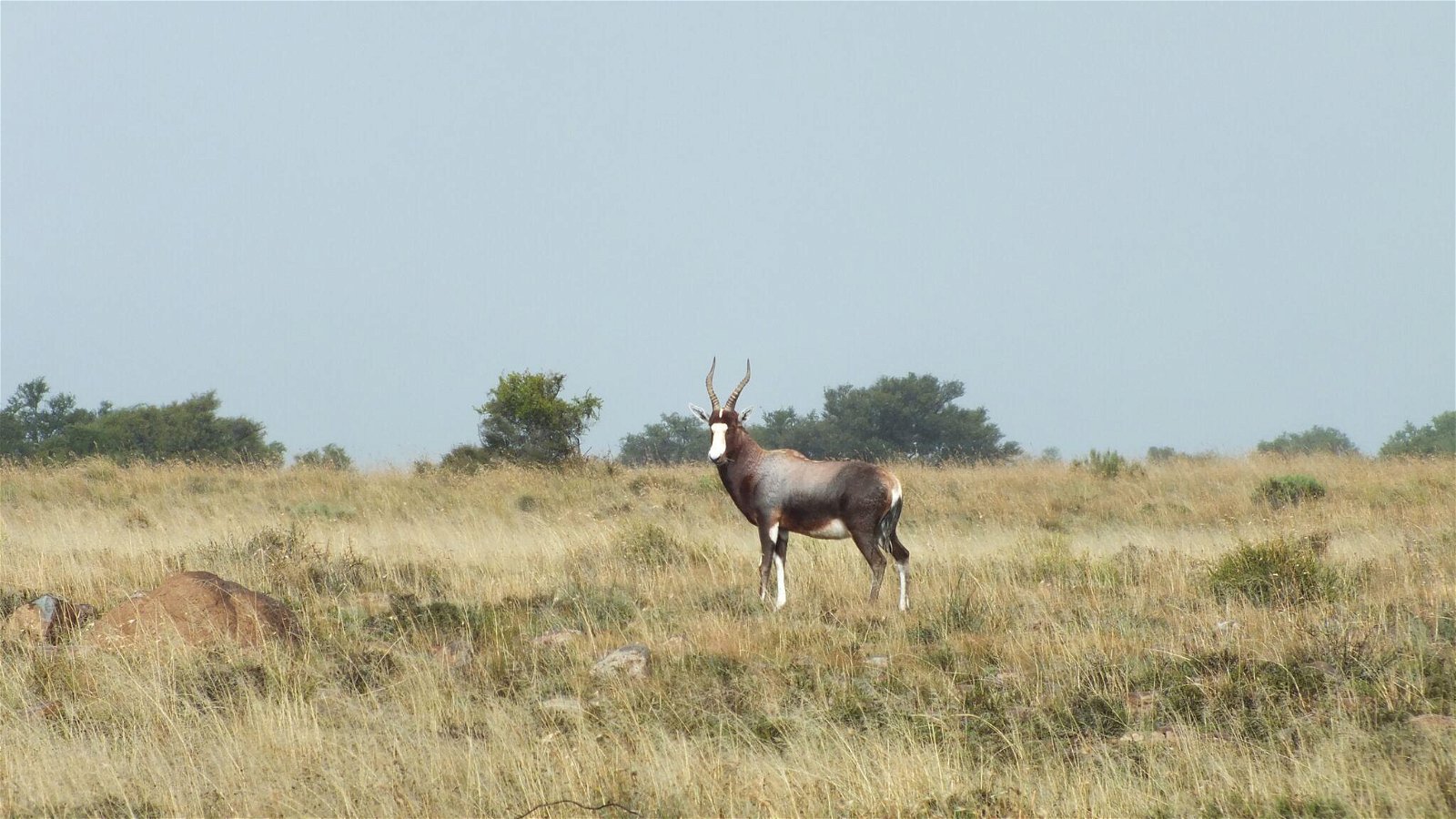 Wildlife in Sommerset West
