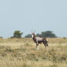 Wildlife in Sommerset West Wildlife in Sommerset West