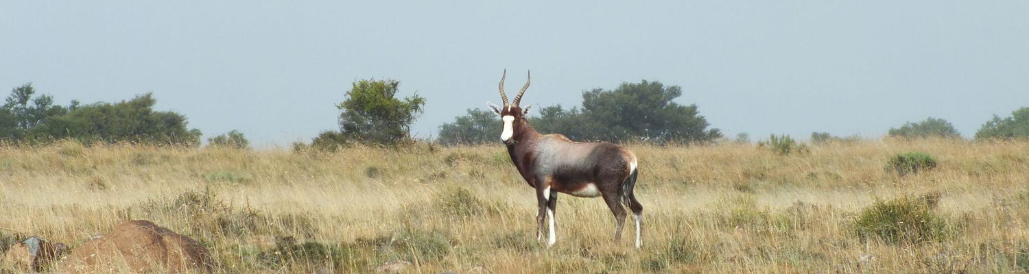 Wildlife in Sommerset West