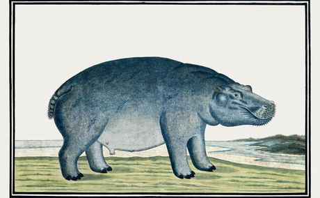 Hippopotamus as recorded by Robert Jacob Gordon