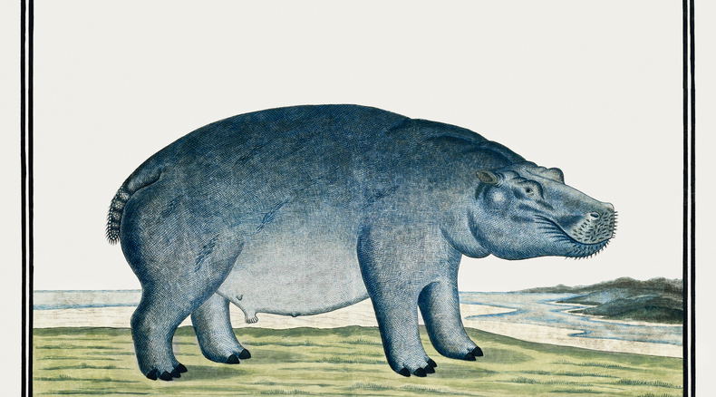 Hippopotamus as recorded by Robert Jacob Gordon Hippopotamus as recorded by Robert Jacob Gordon