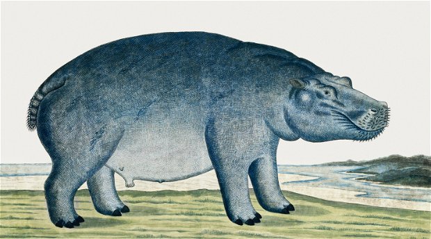 Hippopotamus as recorded by Robert Jacob Gordon