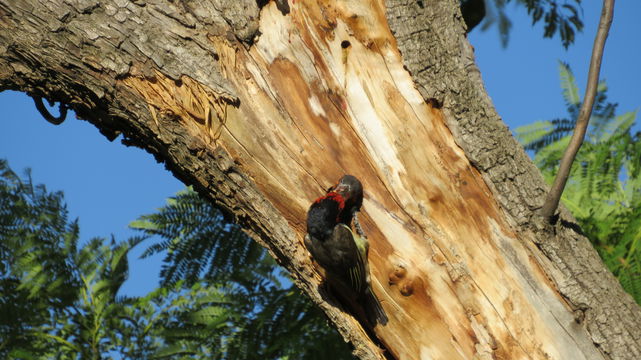 Black-collared barbet feeding at the nesting hole at the Angler and Antelope Guesthouse in KwaNojoli, Somerset East Black-collared barbet feeding at the nesting hole at the Angler and Antelope Guesthouse in KwaNojoli, Somerset East