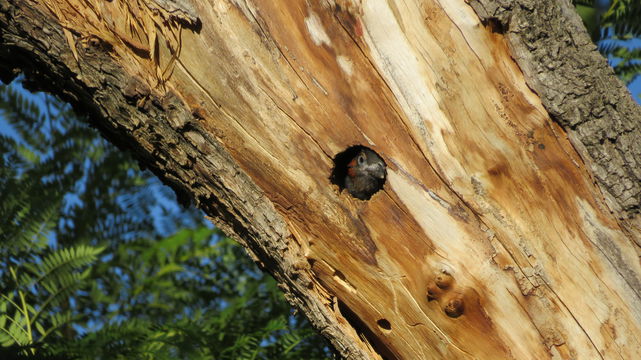 Black-collared barbet chick in the nest at the Angler and Antelope Guesthouse in KwaNojoli, Somerset East Black-collared barbet chick in the nest at the Angler and Antelope Guesthouse in KwaNojoli, Somerset East