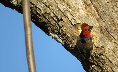 Black-collared barbet at the Angler and Antelope Guesthouse in KwaNojoli, Somerset East