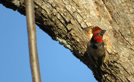 Black-collared barbet at the Angler and Antelope Guesthouse in KwaNojoli, Somerset East