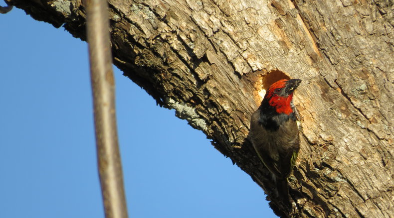 Black-collared barbet at the Angler and Antelope Guesthouse in KwaNojoli, Somerset East