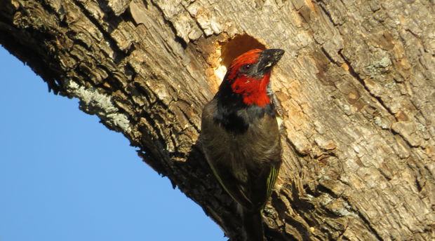Black-collared barbet at the Angler and Antelope Guesthouse in KwaNojoli, Somerset East