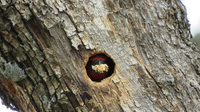 Black-collared barbet at the Angler and Antelope Guesthouse in KwaNojoli, Somerset East Black-collared barbet at the Angler and Antelope Guesthouse in KwaNojoli, Somerset East