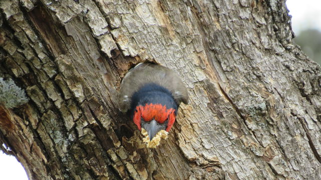 Black-collared barbet at the Angler and Antelope Guesthouse in KwaNojoli, Somerset East Black-collared barbet at the Angler and Antelope Guesthouse in KwaNojoli, Somerset East