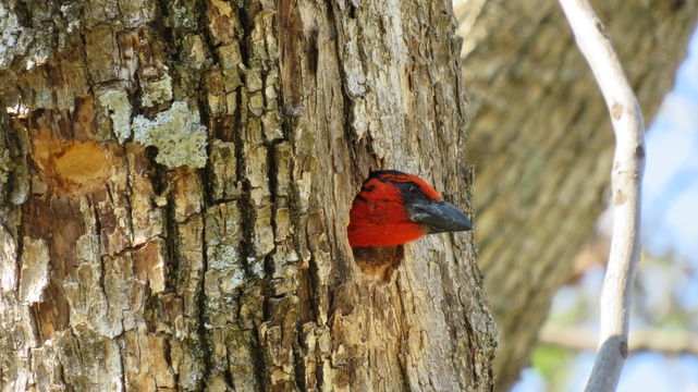 Black-collared barbet at the Angler and Antelope Guesthouse in KwaNojoli, Somerset East Black-collared barbet at the Angler and Antelope Guesthouse in KwaNojoli, Somerset East