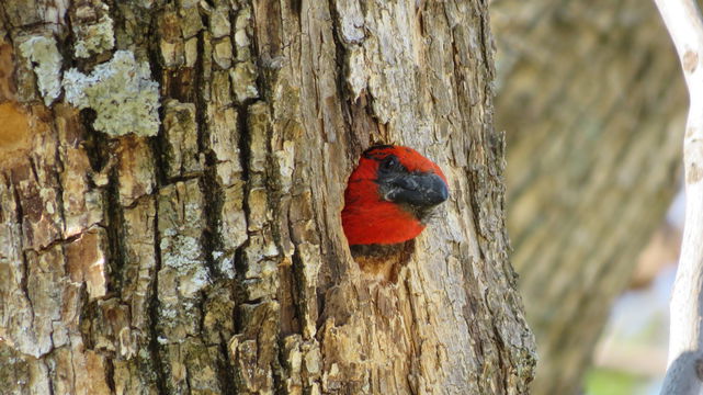 Black-collared barbet at the Angler and Antelope Guesthouse in KwaNojoli, Somerset East Black-collared barbet at the Angler and Antelope Guesthouse in KwaNojoli, Somerset East