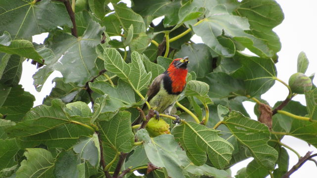 Black-collared barbet in the fig tree at the Angler and Antelope Guesthouse in KwaNojoli, Somerset East Black-collared barbet in the fig tree at the Angler and Antelope Guesthouse in KwaNojoli, Somerset East