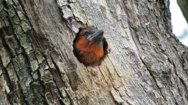 Black-collared barbet chick at the Angler and Antelope Guesthouse in KwaNojoli, Somerset East Black-collared barbet chick at the Angler and Antelope Guesthouse in KwaNojoli, Somerset East