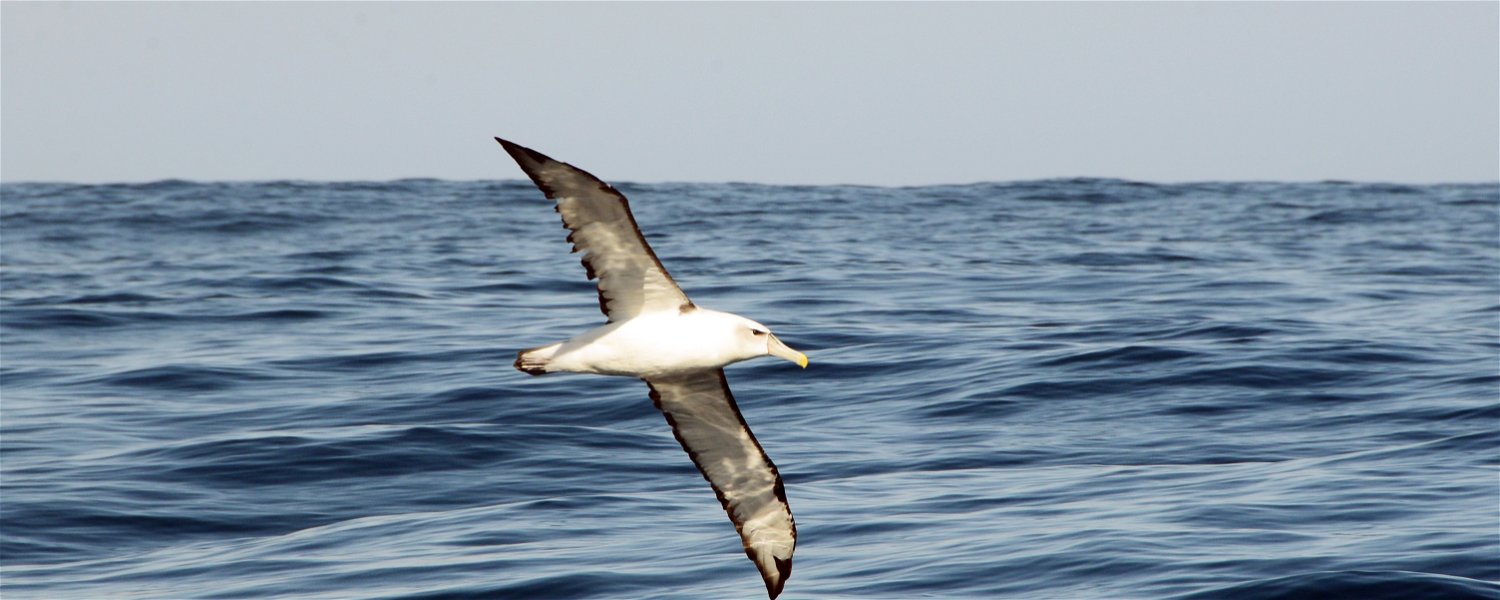 Seagull in Sedgefield | Ocean | Garden Route 