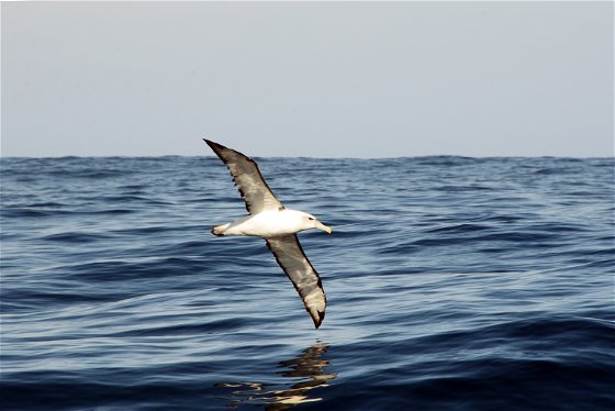 Seagull in Sedgefield | Ocean | Garden Route Seagull in Sedgefield | Ocean | Garden Route