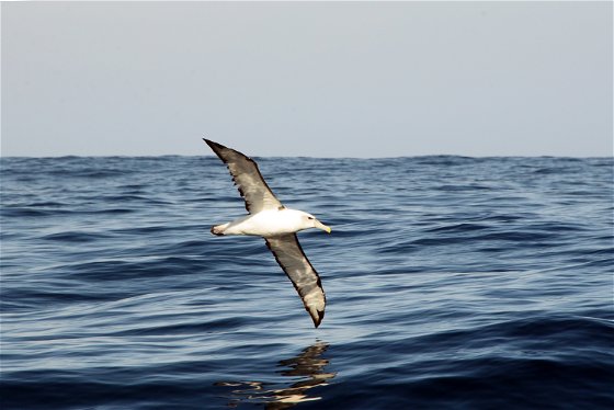 Seagull in Sedgefield | Ocean | Garden Route 