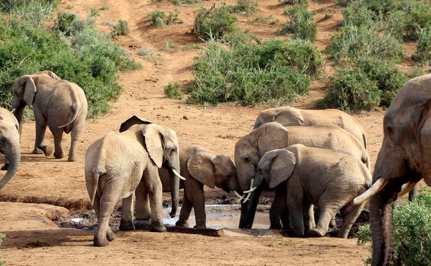 Addo Elephant Park Safari Addo Elephant Park Safari
