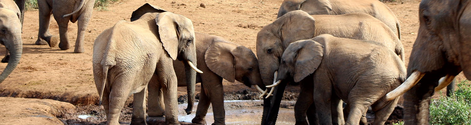 Addo Elephant Park Safari