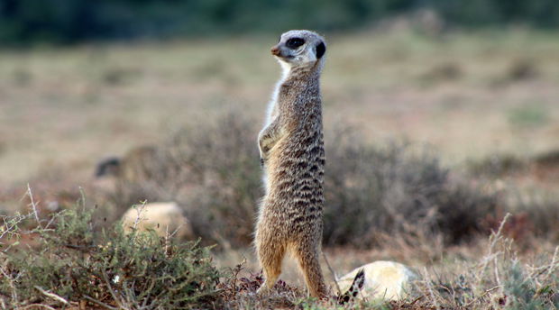 Mountain Zebra National Park