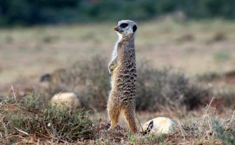 Mountain Zebra National Park Mountain Zebra National Park
