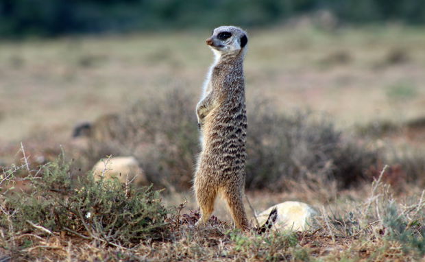 Mountain Zebra National Park