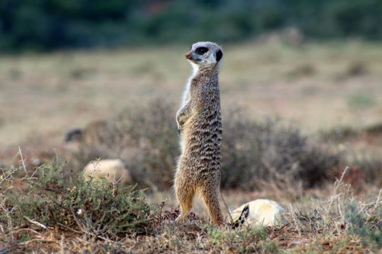 Addo Elephant Park Safari