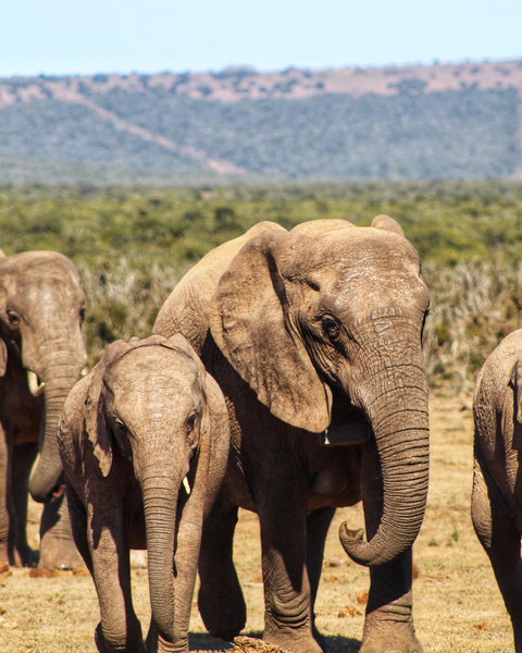 Lungile Backpackers - Addo Safari