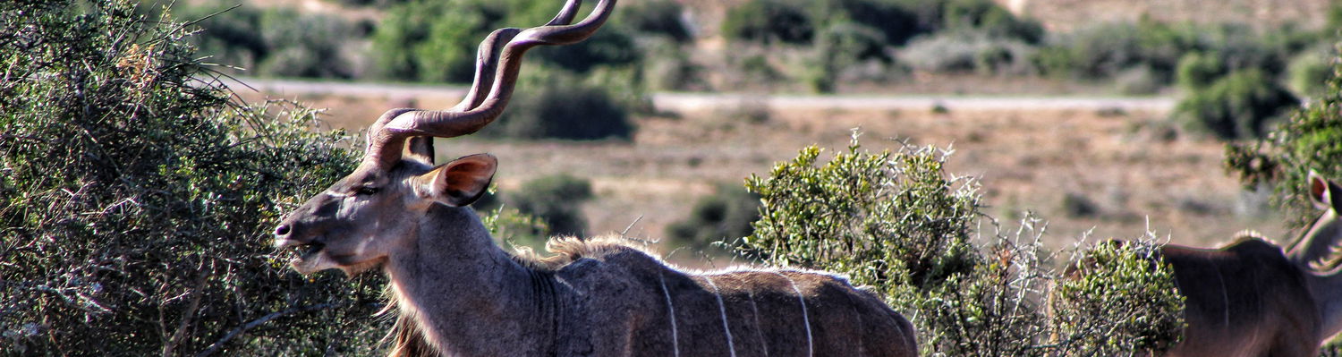 Addo Elephant Park Safari