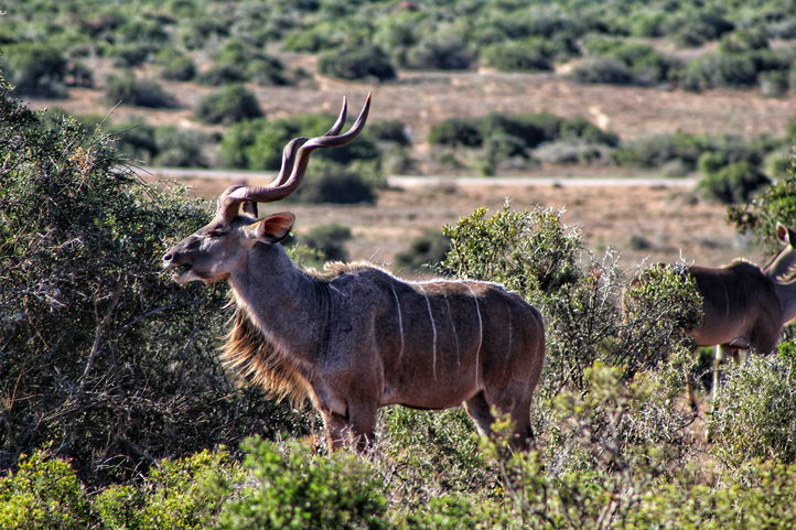 Addo Elephant Park Safari