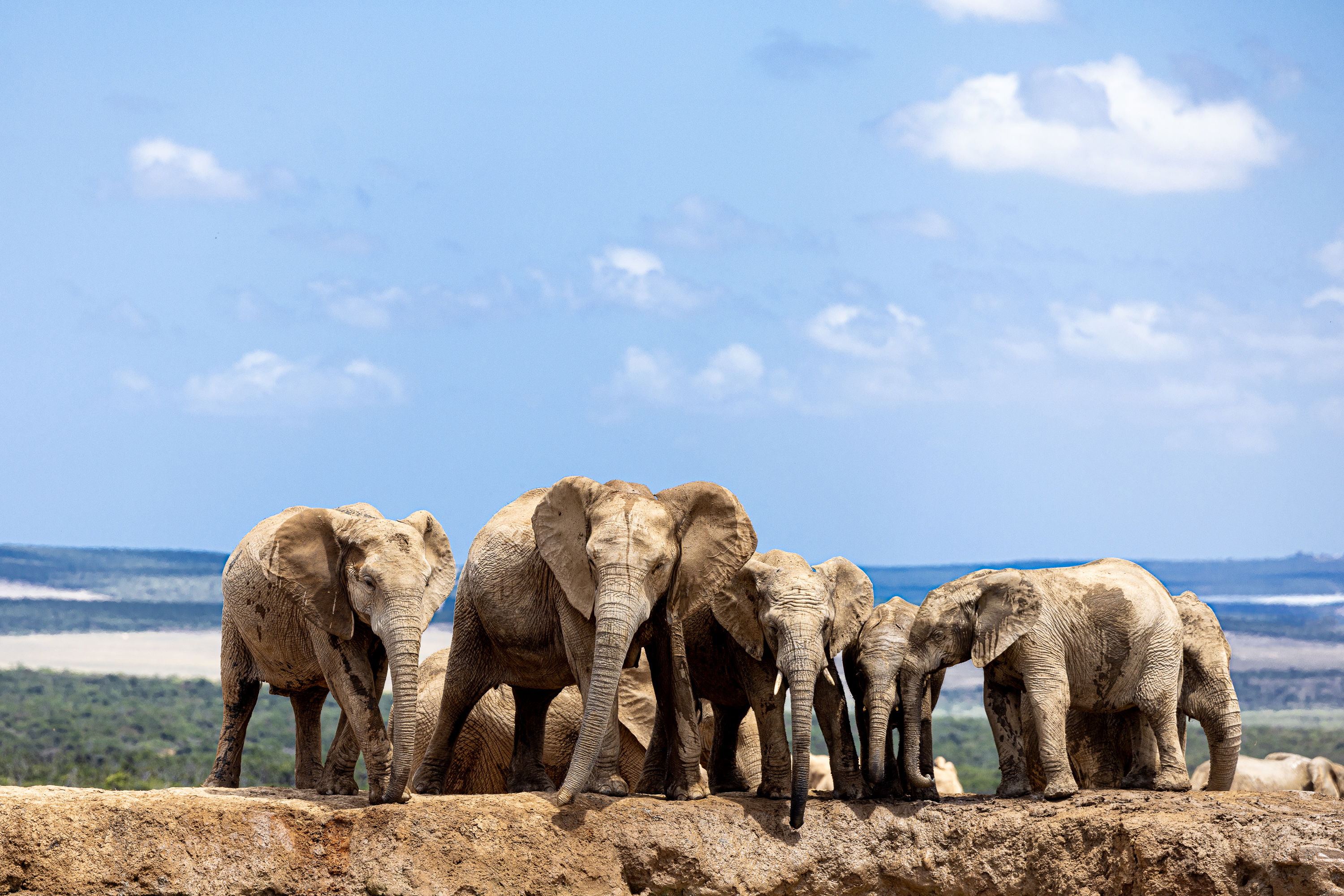Addo Elephant National Park Safari