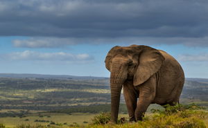 2 Night Safari Package