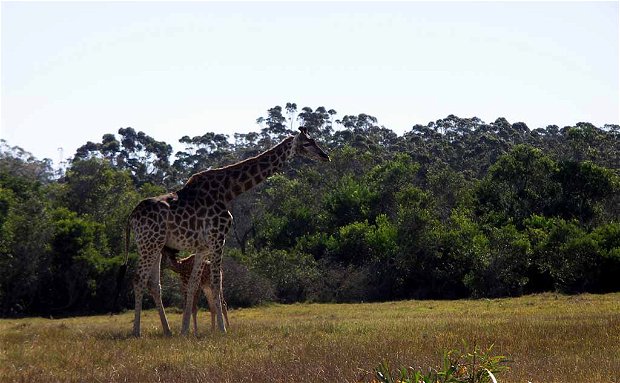 Giraffe at Kragga Kamma Game Reserve Giraffe at Kragga Kamma Game Reserve
